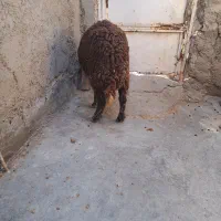 گوسفند آبستن داشتی درجه یک|حیوانات مزرعه|بندر ماهشهر, |دیوار
