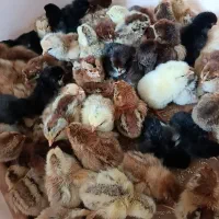 جوجه محلی گوشتی و درشت