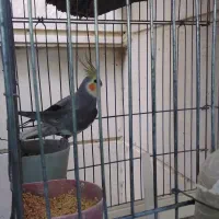 سهره خاکی مرغ مینا عروس هلندی مولد و دستی