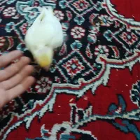 عروس هلندی سرلاکی