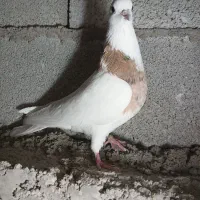 طوقی سرور ماده