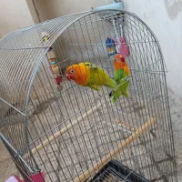 طوطی