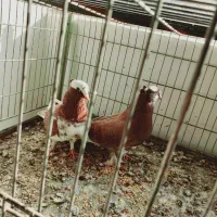 جفت شازده سرخ|پرنده|اردکان, |دیوار