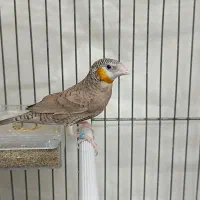 فنچ گلوبریده حنایی روبان نارنجی