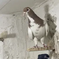 کبوتر