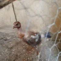 جوجه لاری