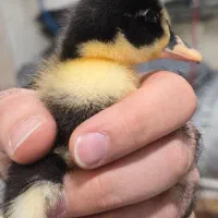 سیمکارت ایرانسل