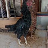 خروس و مرغ لاری دونگ بالا افغان..در رباط کریم|حیوانات مزرعه|تهران, بوستان ولایت|دیوار