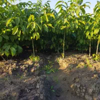 پیش فروش نهال گردو اسراییلی|گل و گیاه طبیعی|فاضل آباد, |دیوار