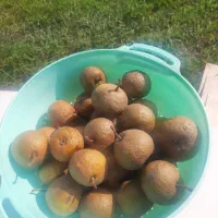 خوج رشتی شیرین و ابدار