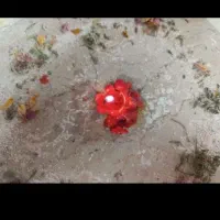 فال . شمع تراپی . دعا.سرکتاب فقط ۷۰تومن