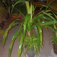 دونه ای 1 ملیون دوتا داریم