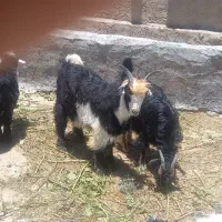 فروش بز شهرکردی اصیل