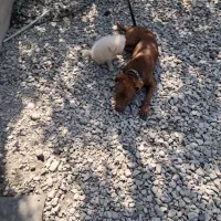 سگ پیت پول   امروز گم شده