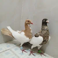 سرخ هفترنگ و یهودی جفت نروماده