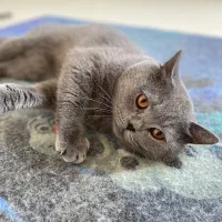 دو قلاده گربه اسکاتیش و بریتیش