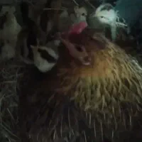 نیمچه تا بالغ مرغ و خروس گلین لری اصیل