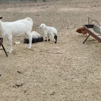 بز سانن اصل