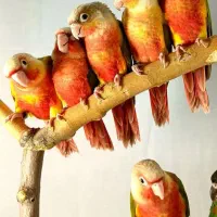 گرینیک اصل نژادمگه داریم