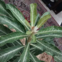 بنسای آدنیوم ۱۲ ساله|گل و گیاه طبیعی|مشکیندشت, |دیوار