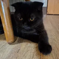 گربه اسکاتیش دابل فولد مشکی