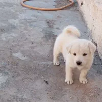 سگ پا کوتاه|سگ|بندرعباس, |دیوار