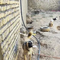 سگ نگهبان سرابی|سگ|تاکستان, |دیوار