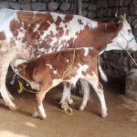 دوعدد گاو گوساله درجه یک