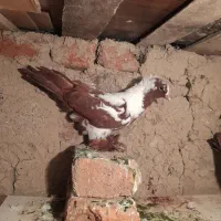 ککیلی صید شده ماده اوچان