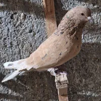 کبوتر