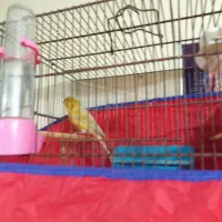 یک عدد قناری زرد کوتاه بلند رو به سفتی