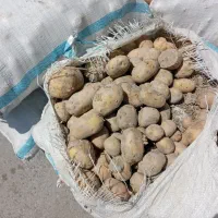 سیب زمینی