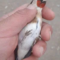 سهره نر|پرنده|اردبیل, |دیوار