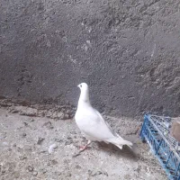 کبوتر|پرنده|تایباد, |دیوار