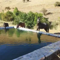 اسب ۶ سال|اسب و تجهیزات اسب‌سواری|حویق, |دیوار