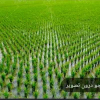 شلتوک