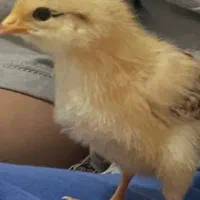 دوعددجوجه رسمی یه ماهه