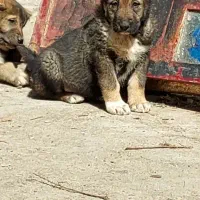 توله آلابای ولکادو