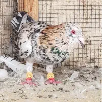 هفرنگ نر، ماده