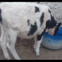 گوساله هلشتاین