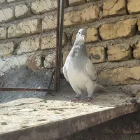 کفتر شهری بدرنگ سوسنی  نر