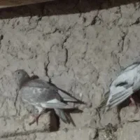 کبوتر|پرنده|جلگه شوقان, |دیوار