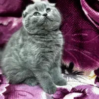 گربه اسکاتیش نر جفت گیری|گربه|کرمان, |دیوار