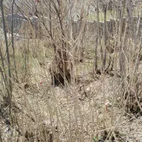 یک قطعه زمین1200|فروش زمین و ملک کلنگی|چادگان, |دیوار