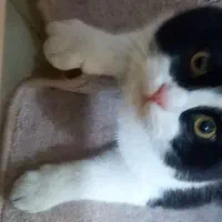 گربه ،گمشده در شهرک نساجی قائمشهر|گربه|قائم‌شهر, |دیوار