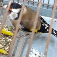 سهره چند ماه قفس بخون|پرنده|اردبیل, |دیوار