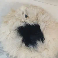 کلاه روسی (کت پوست)|لباس|پرند, فاز ۴|دیوار