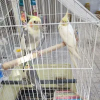گرینج وعروس هلندی|پرنده|کرمانشاه, |دیوار