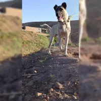 سگ گمشده|حیوانات|قیدار, |دیوار