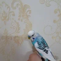 تعدادی مرغ عشق|پرنده|فولادشهر, مسکن مهر فولادشهر|دیوار